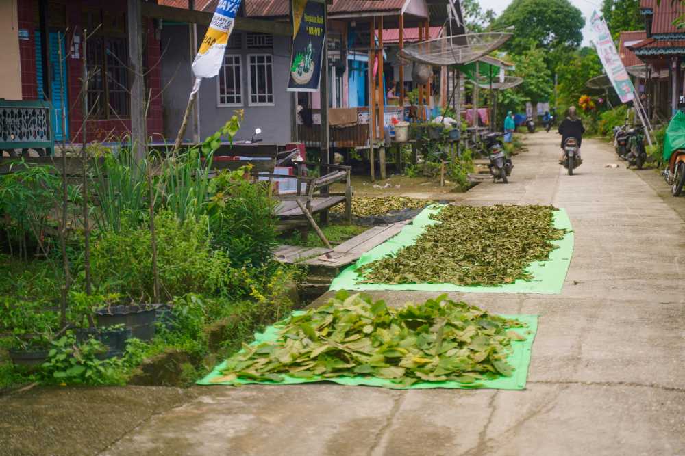 Jak se suší bílý kratom 